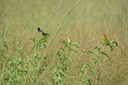 Bobolinks