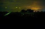 fireflies