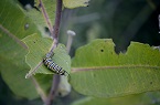 caterpillar