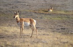 pronghorn