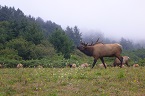 elk