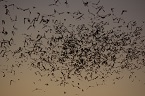 bats