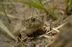 toad