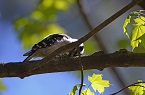 woodpecker